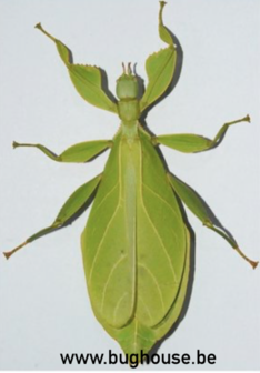 Phyllium Taboloense Bhaskarai (Buru)