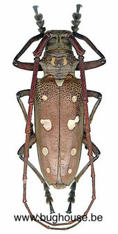Batocera rubus (Philippines)