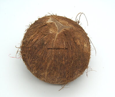Open coconut Naturel 