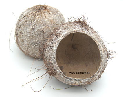 Open coco nut white