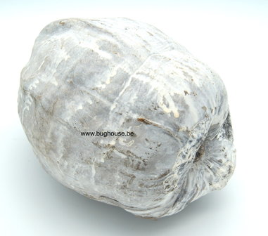 Complete Coconut white