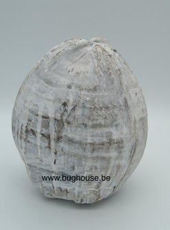 Complete Coconut white