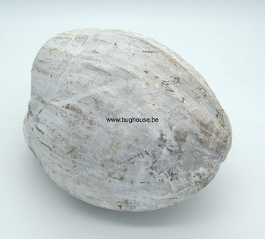 Complete Coconut white