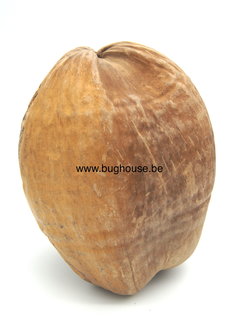 Complete Coconut naturel