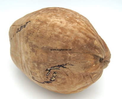 Complete Coconut naturel