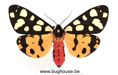 Epicallia Villica (France)