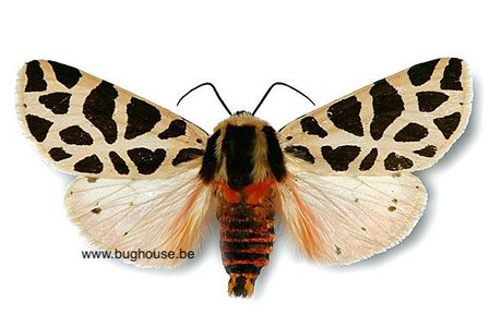 Cymbalophora Pudica (France)