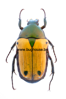 Coptomia Celata (Madagascar)