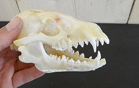 Raccoon Dog Skull - Nyctereutes procyonoides -Complete-