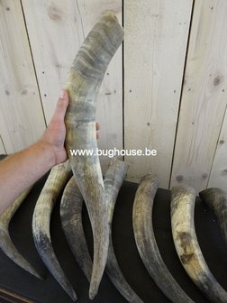 Bos Taurus Watusi horn