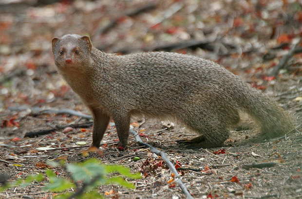 Small Indian mongoose (Skeleton)