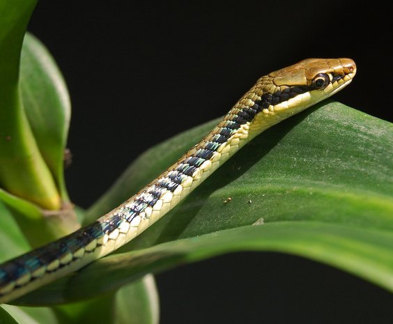 Dendrelaphis pictus snake (Skeleton)