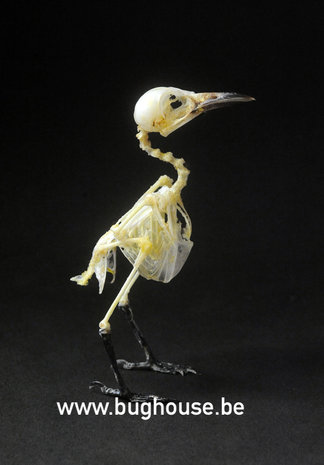 Common iora bird skeleton