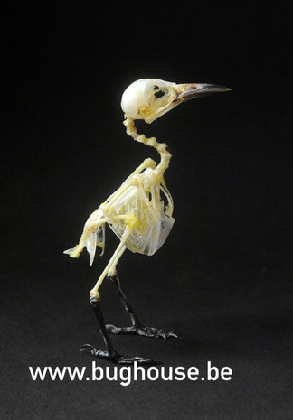 Iora Bird Skeleton