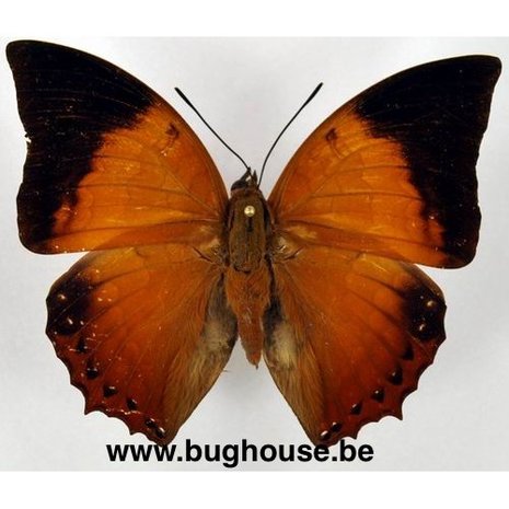 Charaxes Harmodius martinus (Malaysia)