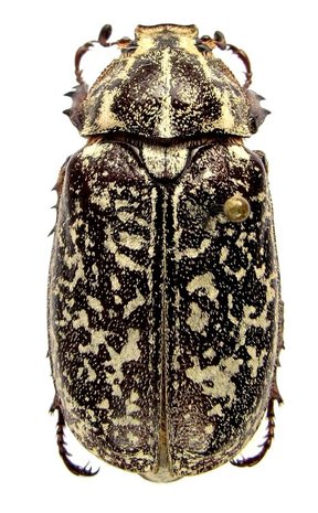 Polyphylla boryi (Greece) -PAIR-