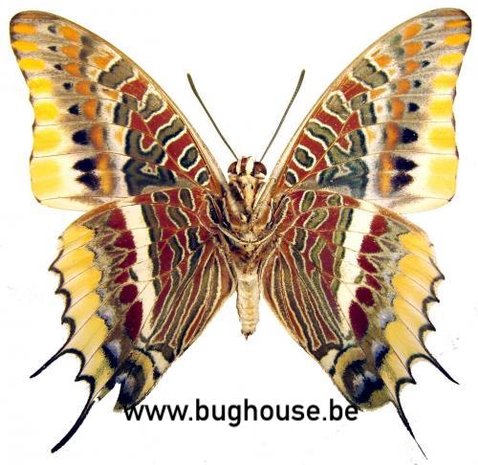 Charaxes jasius epijasius