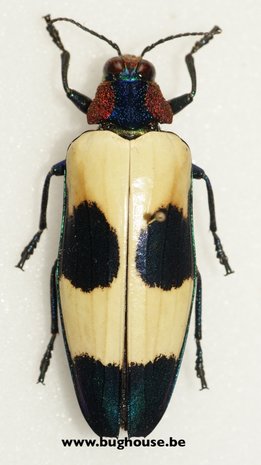 Chrysochroa buqueti (Malaysia)