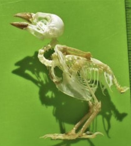 Glossy swiftlet bird skeleton (Indonesia)