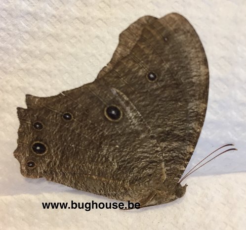 Melanitis leda (Madagascar) WET SEASON FORM