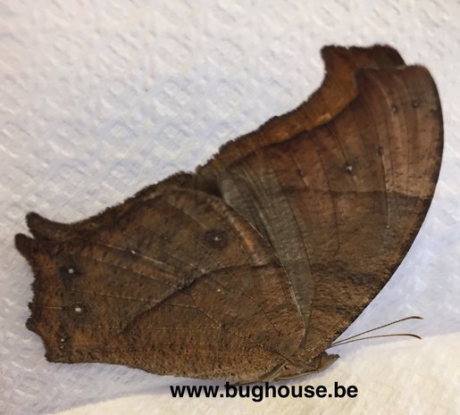 Melanitis leda (Madagascar) DRY SEASON FORM