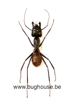 Camponotus Gigas (Malaysia) **SPREAD**