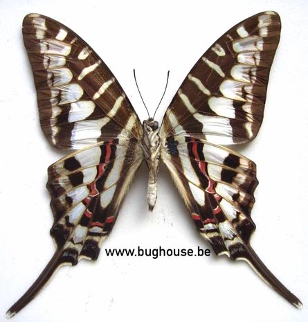 Graphium Policenes (RCA) UNDERSIDE