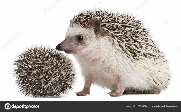 African pygmy hedgehog skin "Atelerix albiventris"