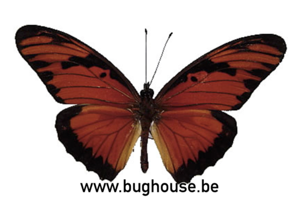 Agraulis vanillae (Peru)