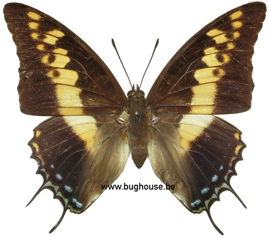 Charaxes castor (RCA)