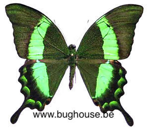 Achillides palinurus daedalus (Philippines)