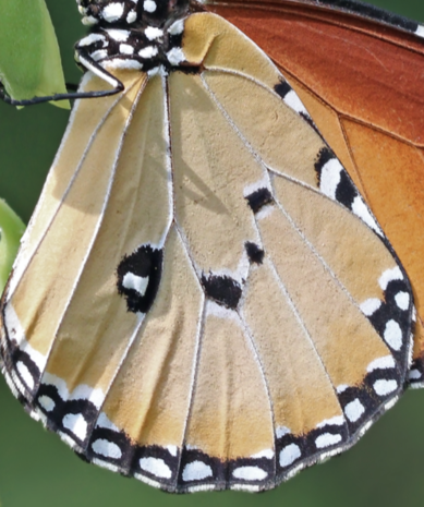 Danaus chrysippus (Madagascar)  MALE