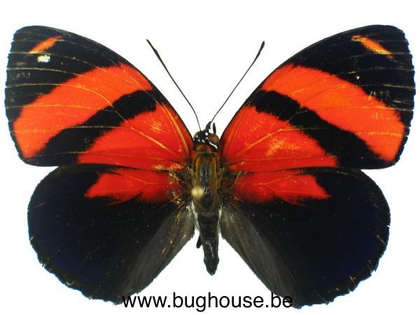 Callicore cynosura (Peru)