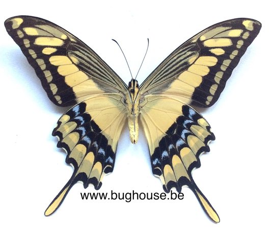 Papilio Thoas (Peru) 