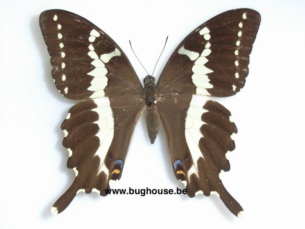 Papilio delalandei (Madagascar)