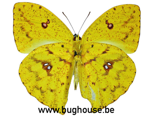Phoebis rurina (Peru)♂︎ UNDERSIDE