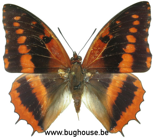 Charaxes cynthia (RCA)