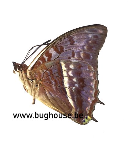 Charaxes cynthia (RCA) underside