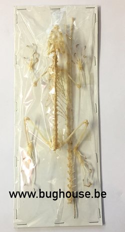 Calotes mystaceus Skeleton (Java)