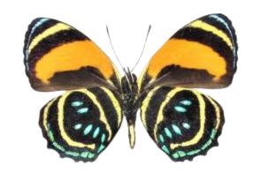 Callicore aegina (Peru) underside