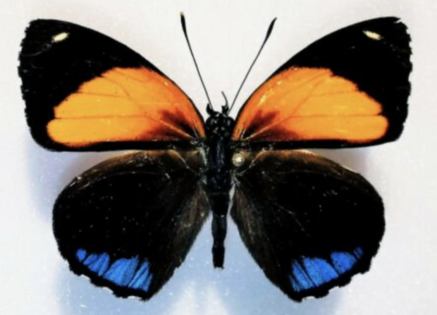 Callicore Eunomia (Peru) upperside