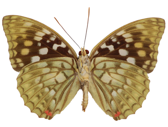 Sasakia charonda (China) UNDERSIDE