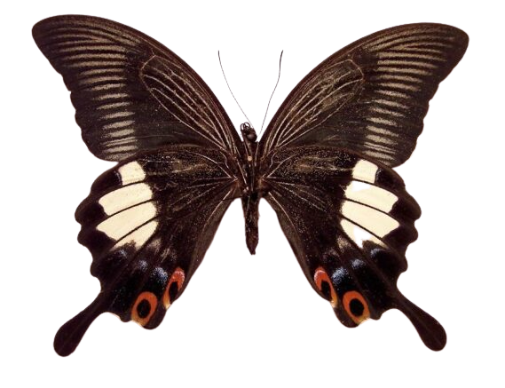 Papilio Iswara iswara (Malaysia) UNDERSIDE