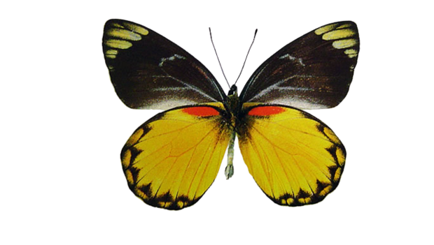 Delias Belisama (Java) Underside