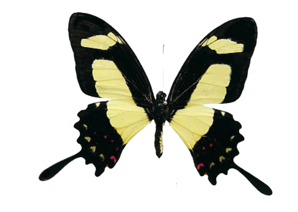 Papilio Torquatus (Peru)