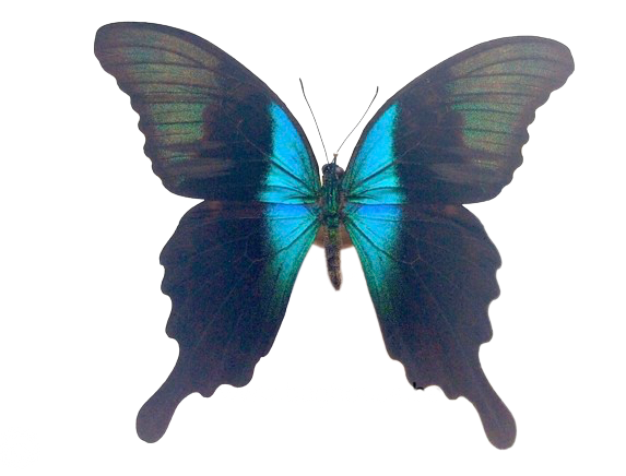 Papilio peranthus adamantius (Sulawesi) 