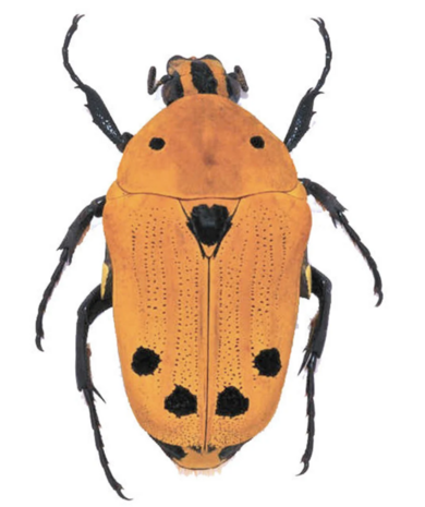 Euchroea auripimenta (Madagascar)