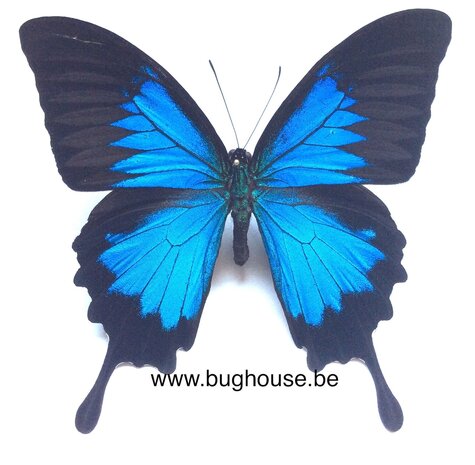 Papilio ulysses ulysses (Ceram) 