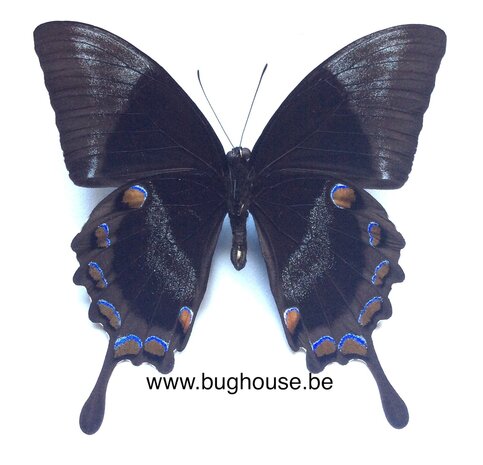 Papilio ulysses ulysses (Ceram) 
