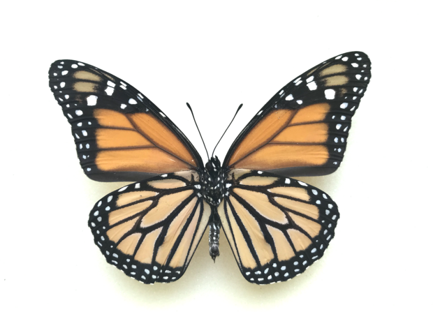 Danaus Plexippus (Peru)  ♂︎ UNDERSIDE
